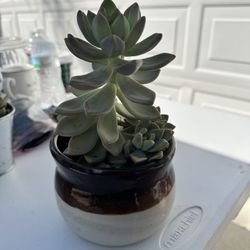 Succulent Plants 🪴 