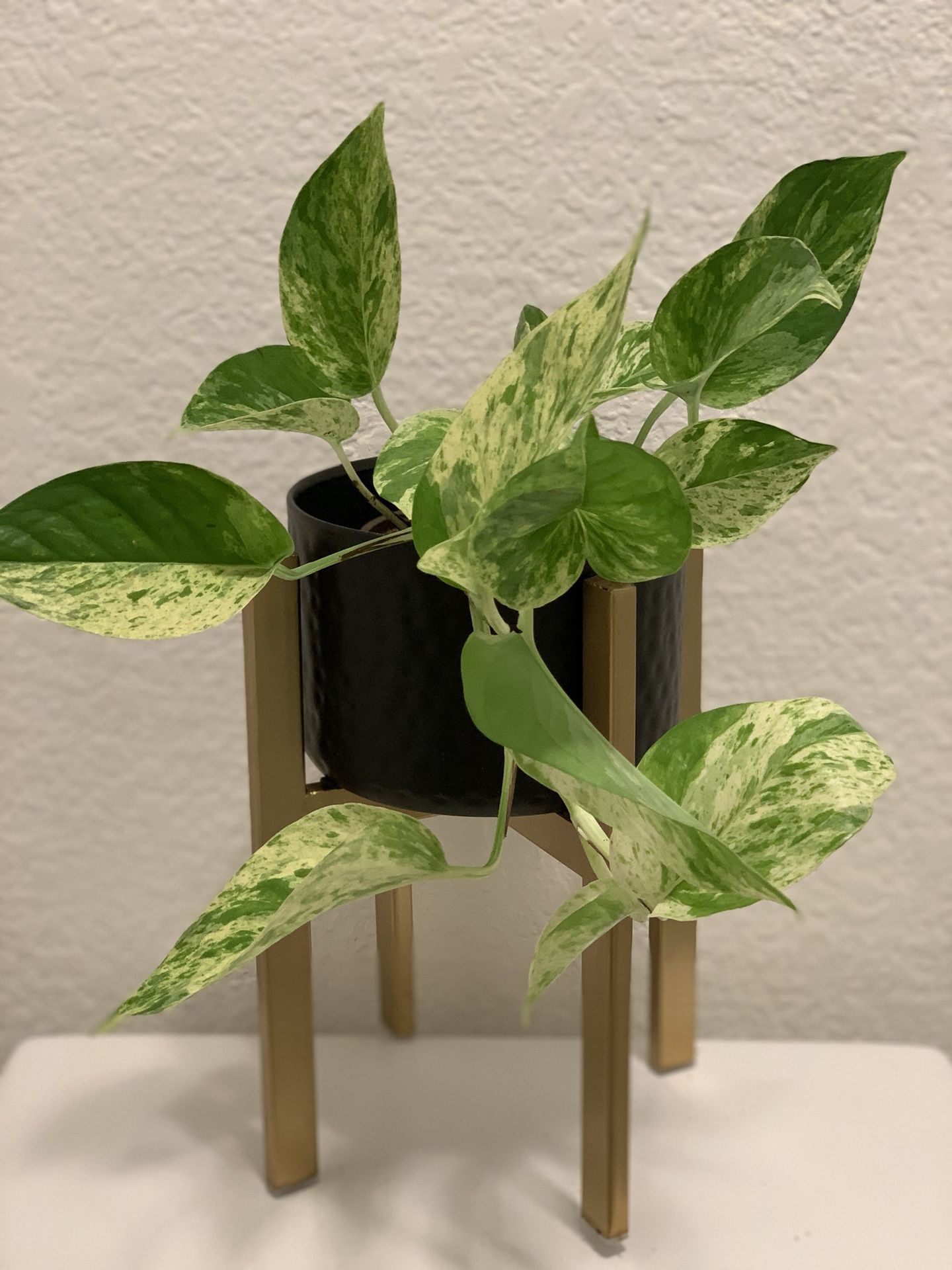 4” Marble Queen Pothos Plant only