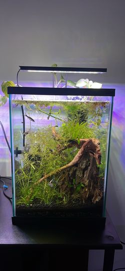 Ten Gallon Tank