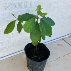 Hass Avocado Tree / Arbol Aguacate 3ft Tall Sub Tropical Fruit Tree Plant (3 gallon pot)