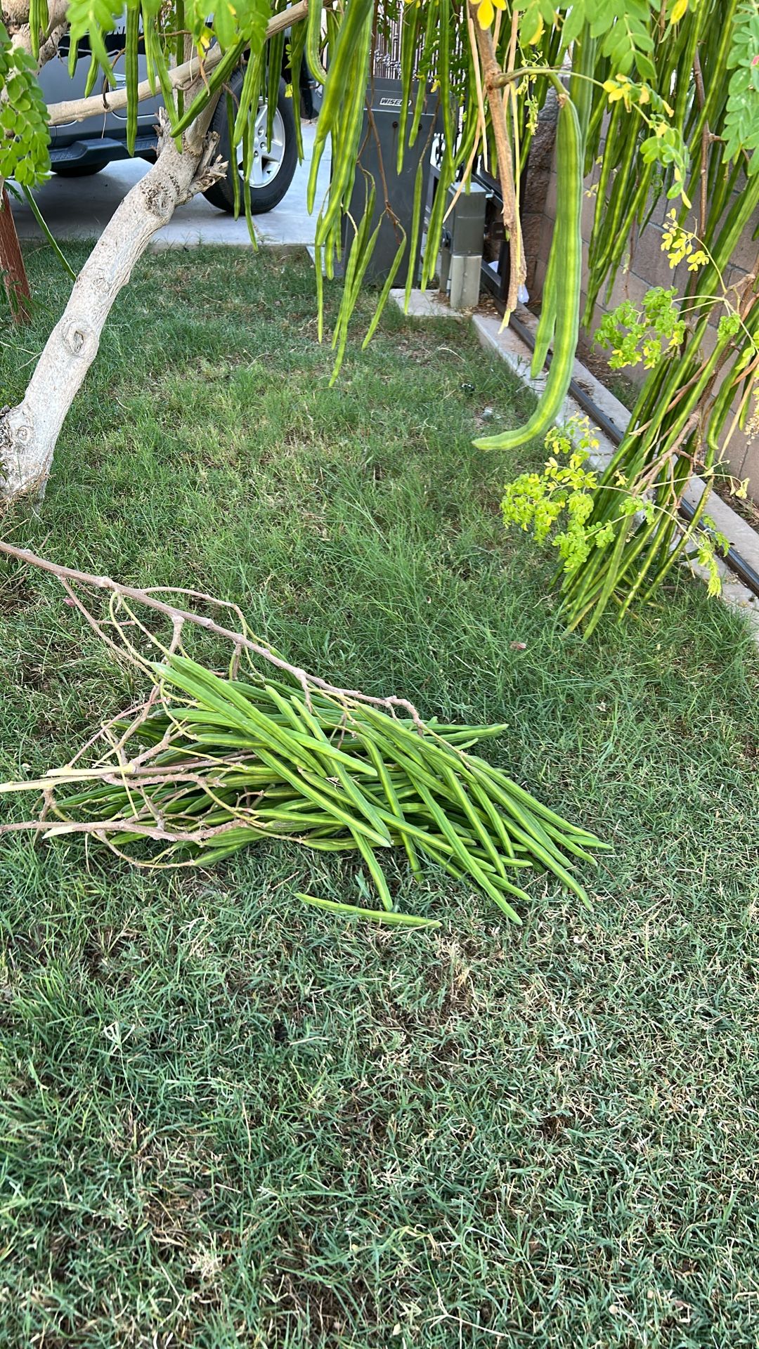 Free Moringa Pods (seeds)