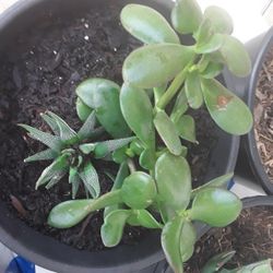 2 Plants In 3gallon Beautiful Black Pot In Weeki Wachee  Spring Hill