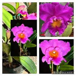 Big Pot Cattleya Orchid, Big Fragrant Flower 