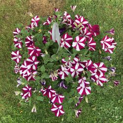 Outdoor Plant 