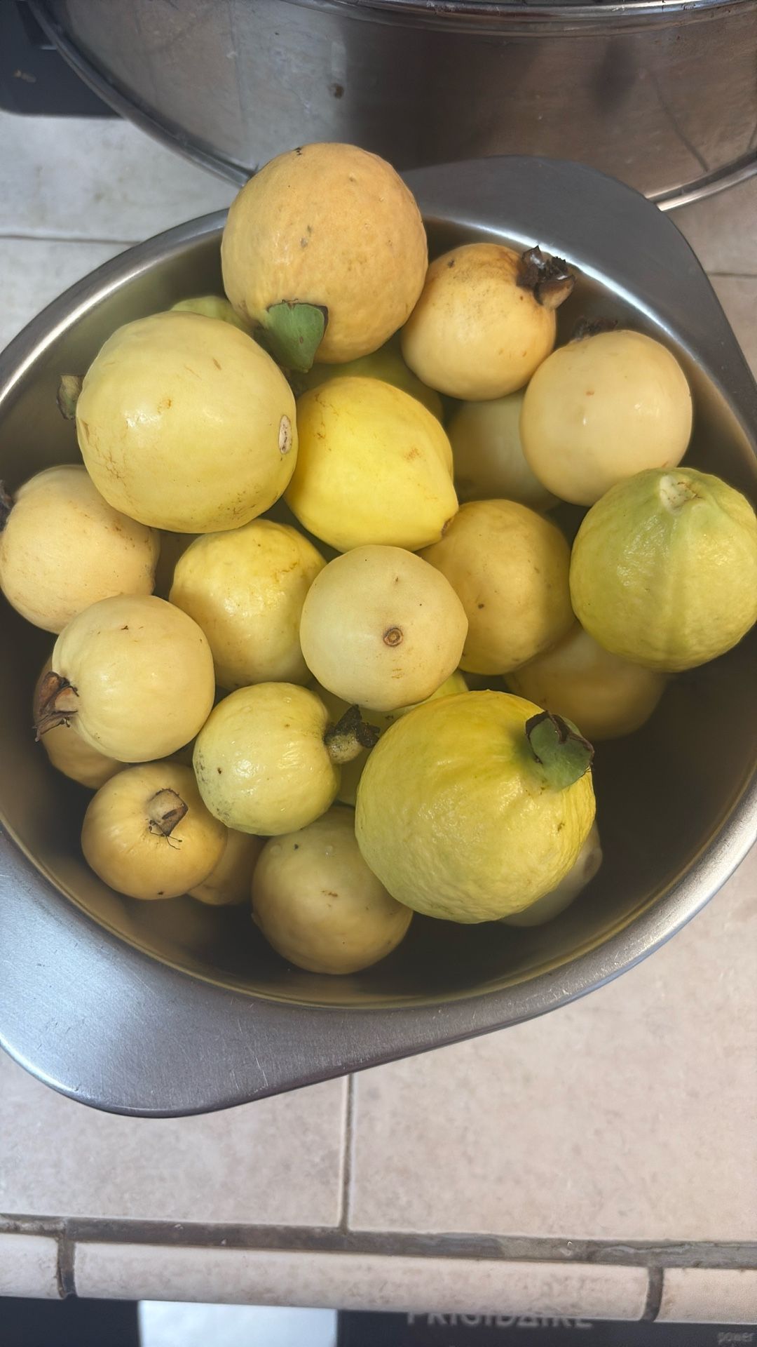 Guavas Picked Daily 15 For $5