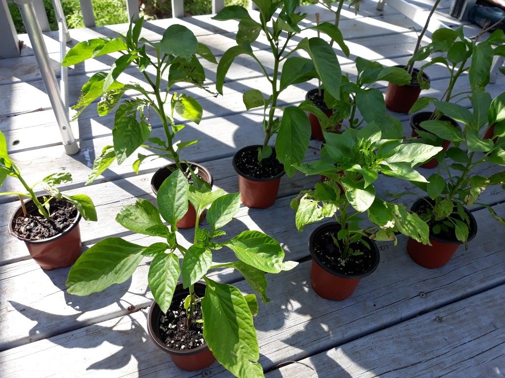 Hot Peppers and Tomatoes!!! $8 each