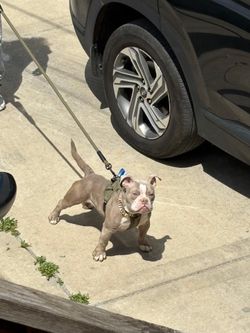 American mini bully devilsace