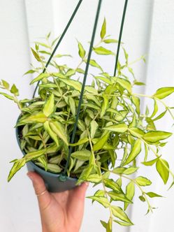 Hoya Bella Shooting Star Luis Bois Inner Variegated Plant 6" Pot - Indoor House Plants