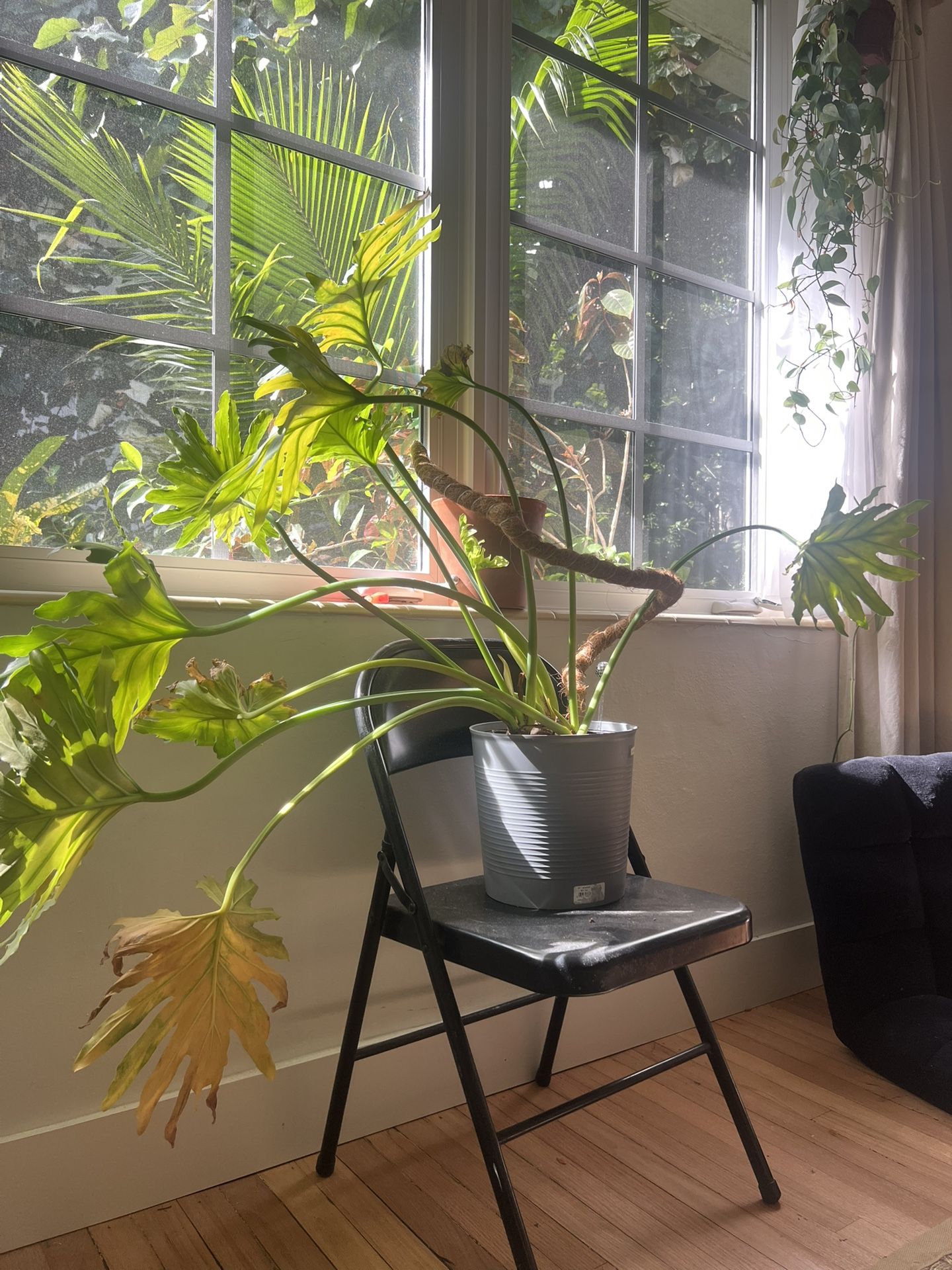 Monstera Deliciosa Plant