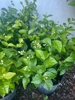Arabian Jasmine Sambac in 3 gls pot. SPECIAL PRICE 🤩
