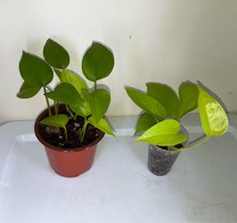 Neon Pothos