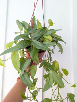 Pothos Cebu Blue Plant 6" Pot - Indoor House Plants
