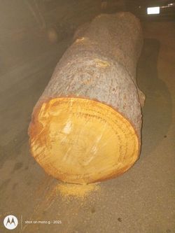 Pine tree on sale