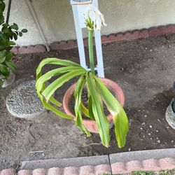 Lilly With White Flowers 