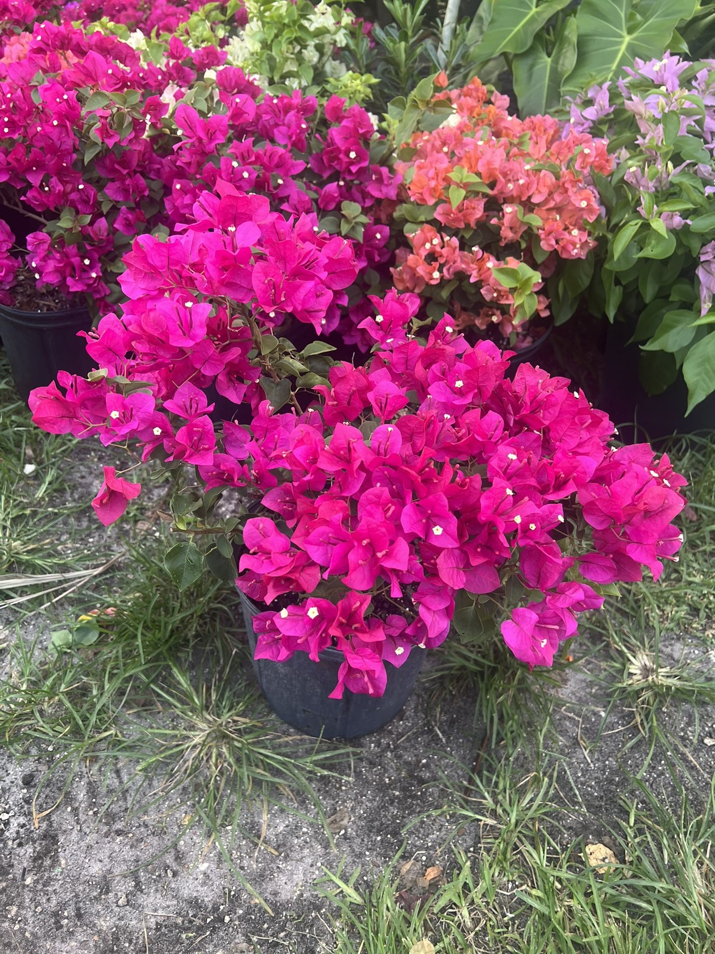 BOUGAINVILLEA PLANT (3 gallon pot) Landscaping and More!