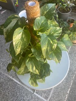 Healthy Golden Pothos with Moss Pole & Pot - Lush & Low Maintenance
