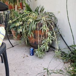 Big And Healthy Plant 