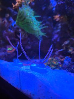 ORA Grubes Gorgonian 2" Frag