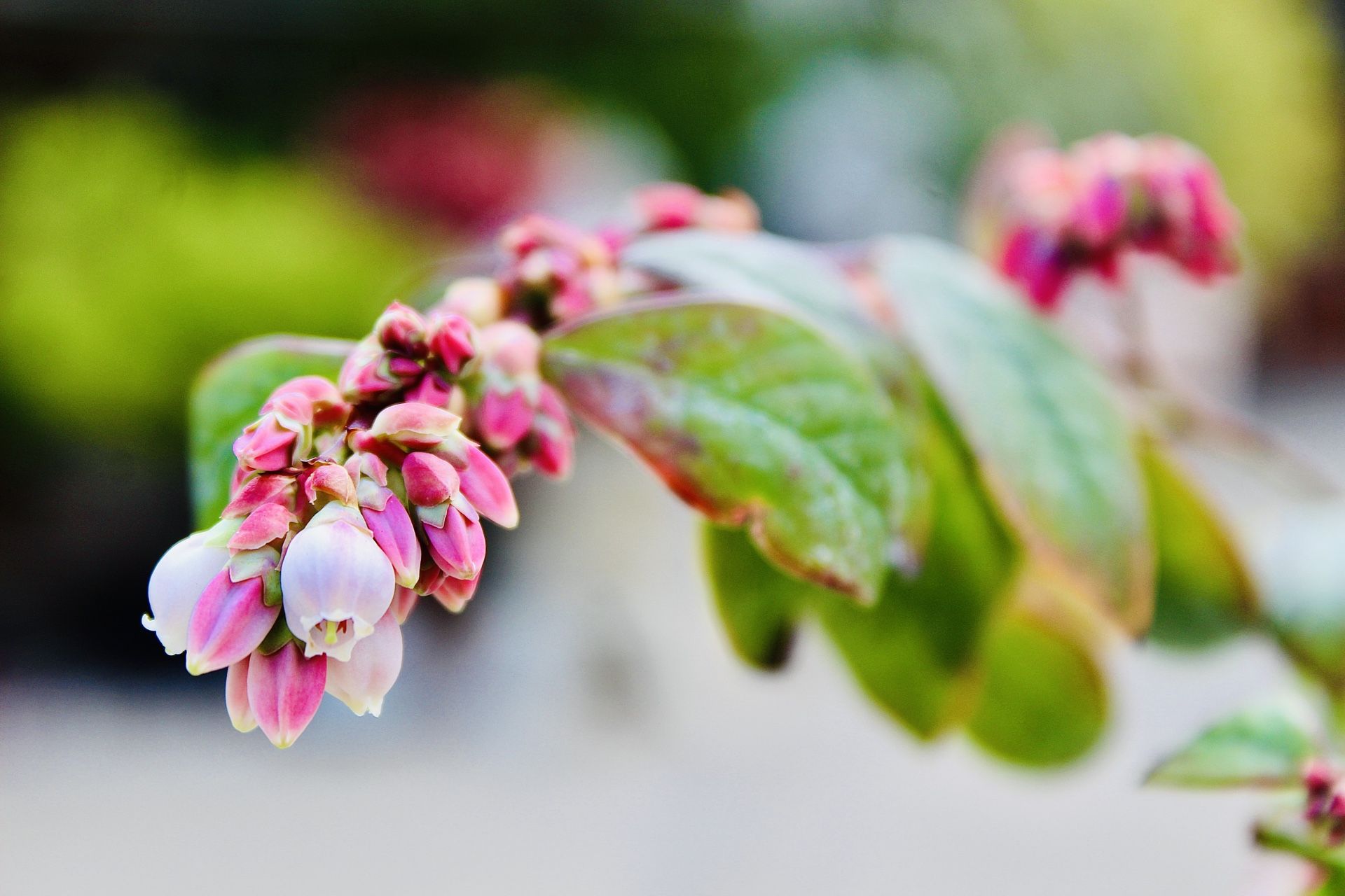 A Flower Budding Blueberry Tree