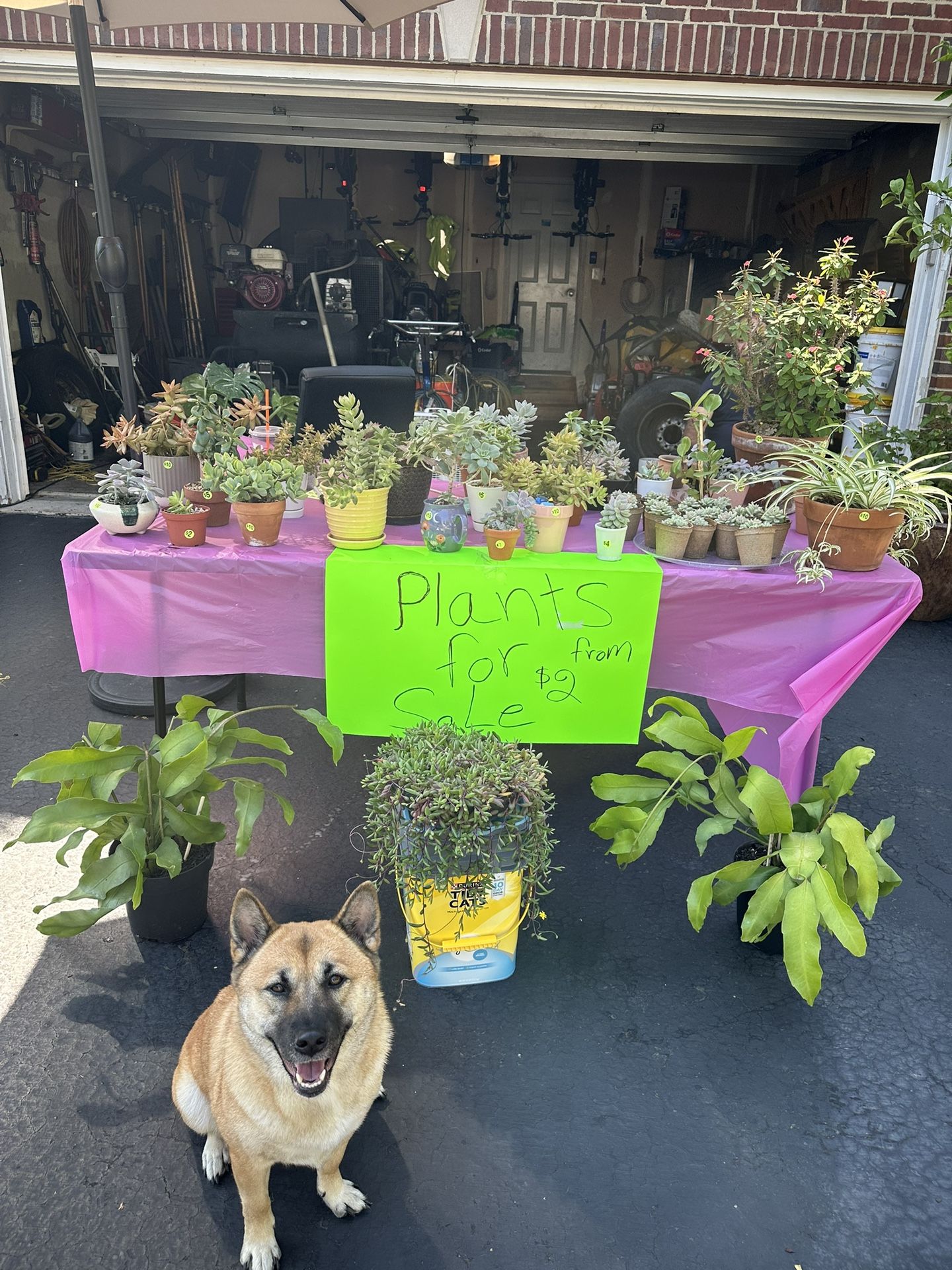 SUCCULENTS FOR SALE