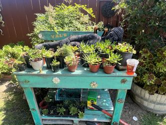 Succulents And Eggs $3 