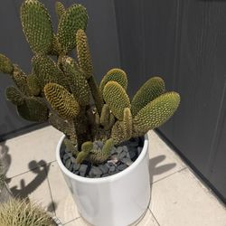 Mature Cactus