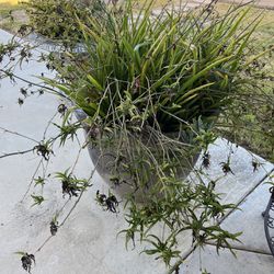 Plant (spider Plant) 