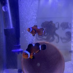 10 Gallon Saltwater aquarium W/ Pair Of ClownFishes