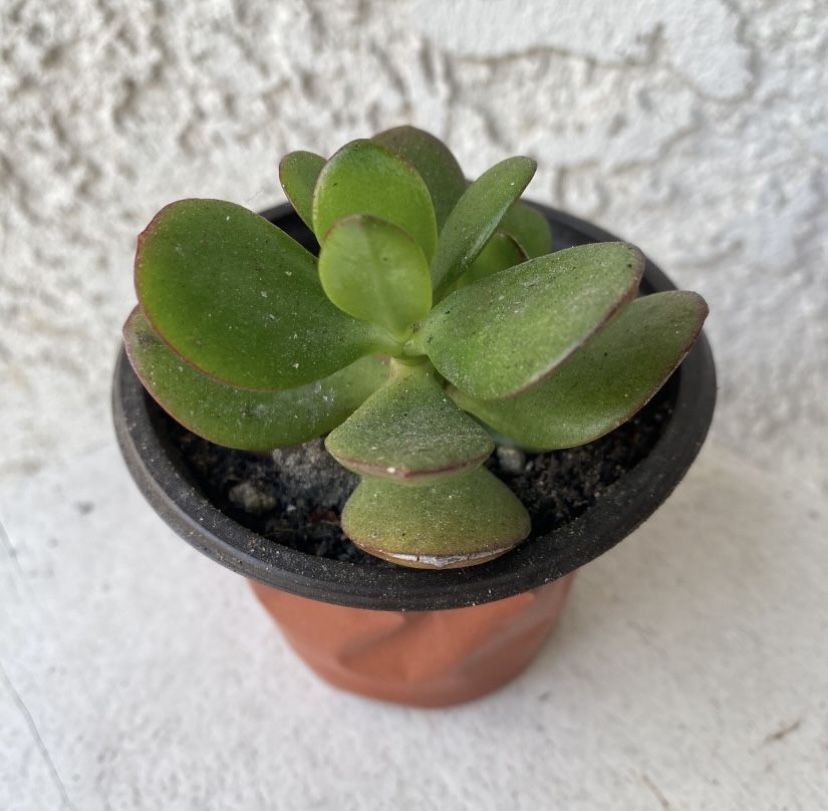 3 Inch Pot Succulent Plant - Crassula Ovata - Classic Jade Plant - Rooted & Established - Drought Resistant 🪴