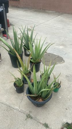 Aloe Vera plants