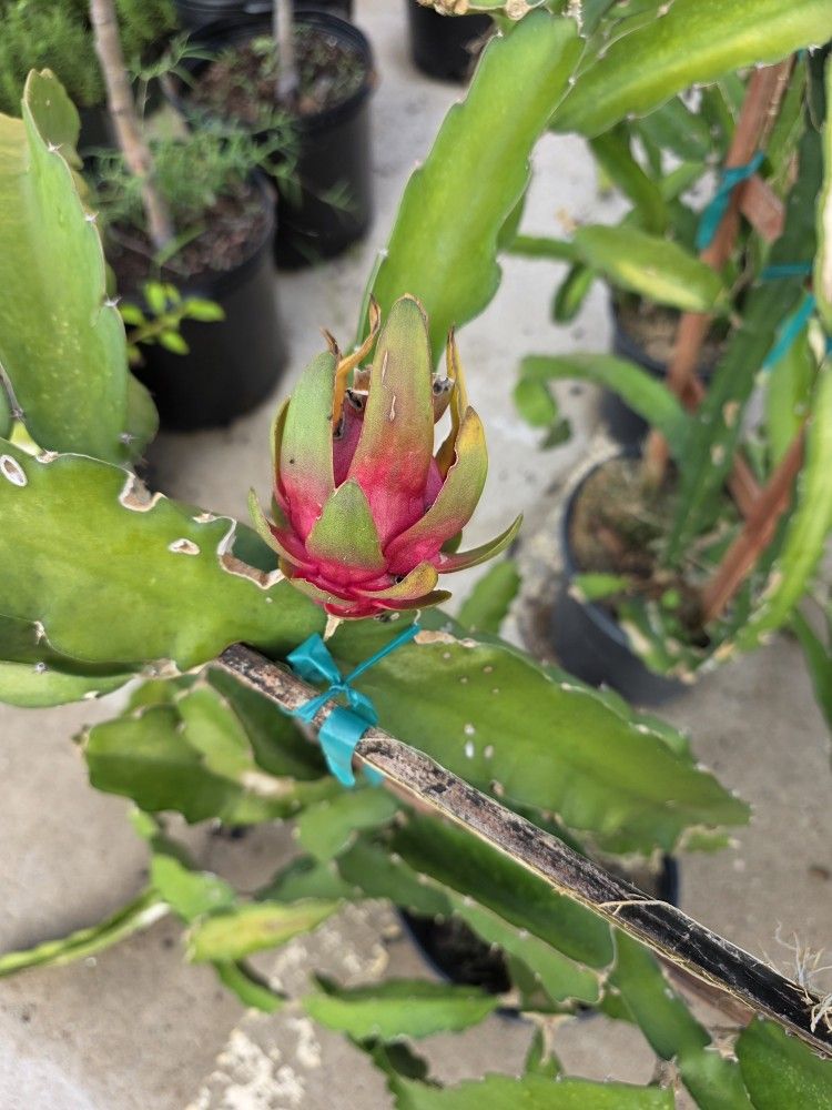 Fruit Dragon Plants Cactus 3gallones 