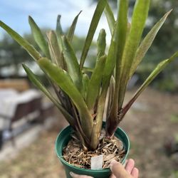 Bromeliad Burle marxii Plant 
