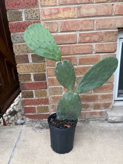 Large prickly pear cactus
