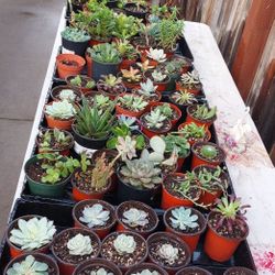 Succulents 