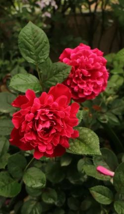 Rare European, Japan rose plants ,      Glamorous Ruffle