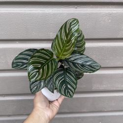 calathea ornata pinstripe