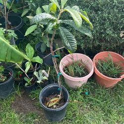 4’ Tall Loquat From Productive Parent