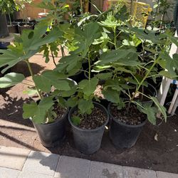 Black Fig Trees Almost 3 Feet From The Ground Above $35 Each Price Firm