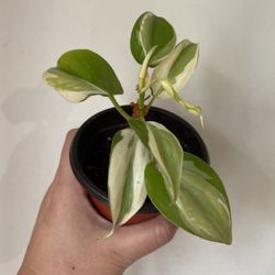 Beautiful Philodendron Rio Sport Plant