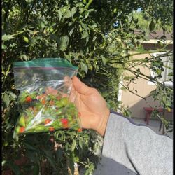 Mexican Chiles & Plants For Sale 