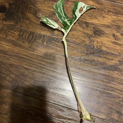 Variegated Monstera Albo Plant Cutting