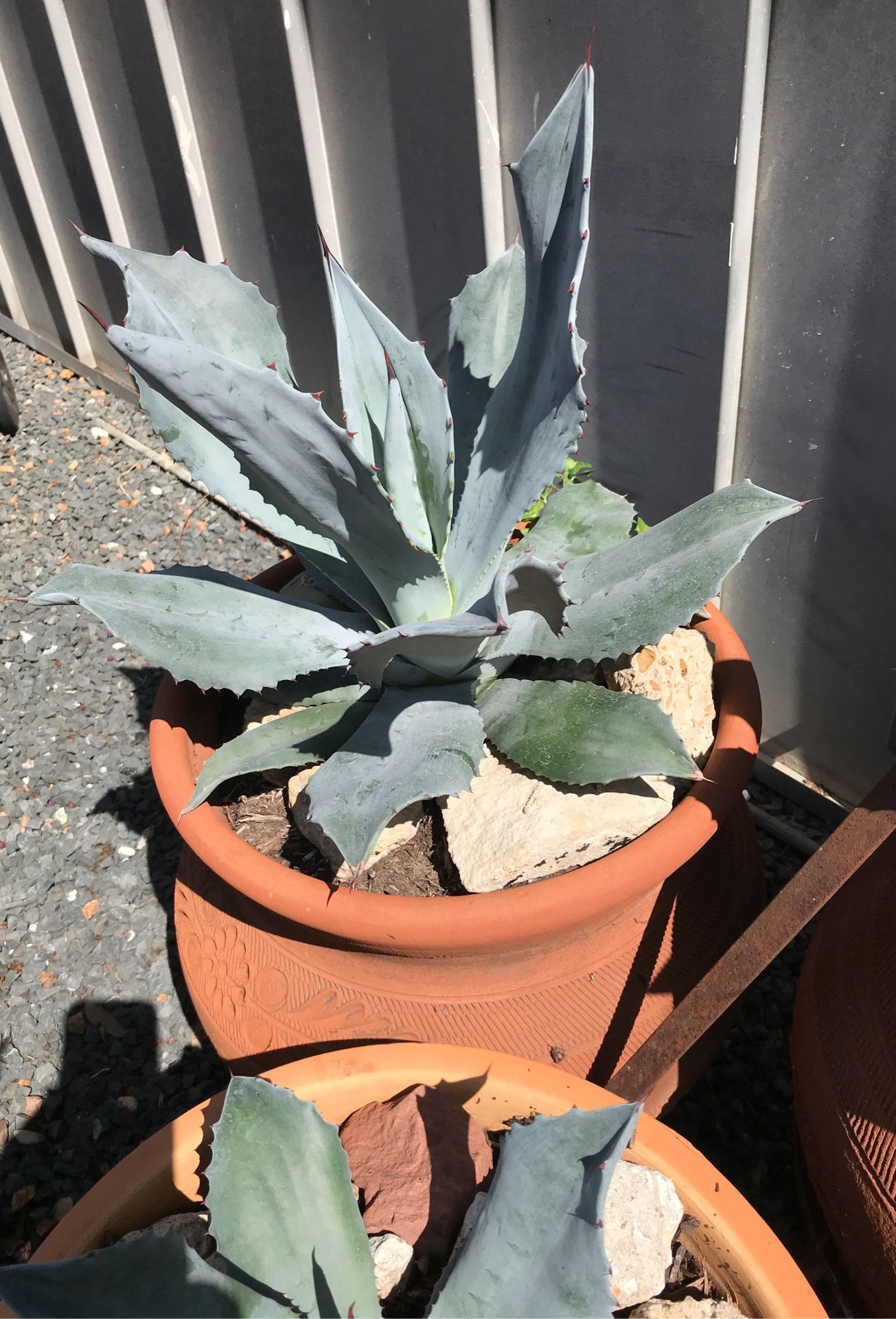 Agave plant medium size