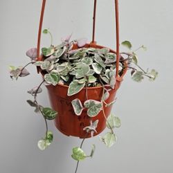 4" Variegated String Of Hearts (A)