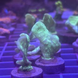 Pavona Fake Coral Frags $5