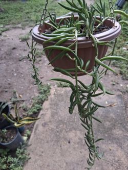 String of hooks