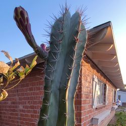 Stenocereus huastecorum / Pitaya Cactus - Fruiting Plants