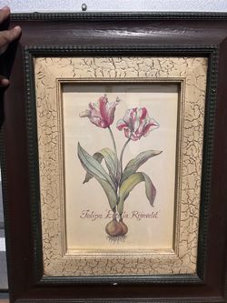 Tulipa 'Estella Rijnveld' Botanical Print Framed