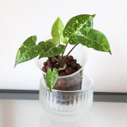 Syngonium Panda Galaxy