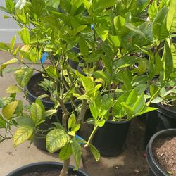 Fruit Trees