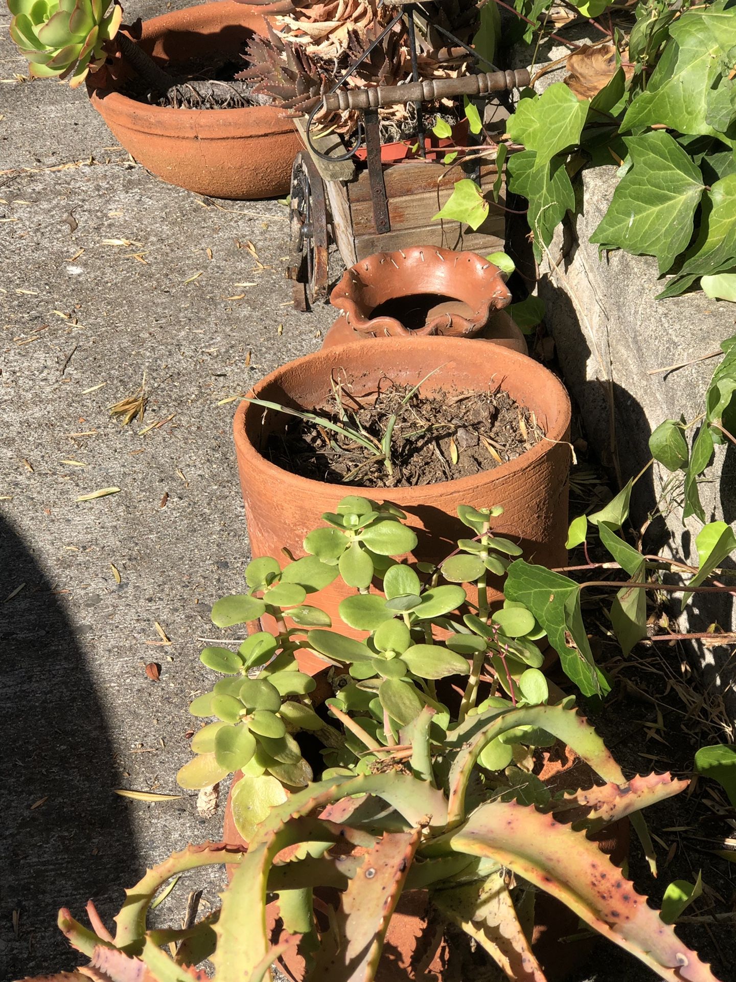 Succulent plants in clay pots